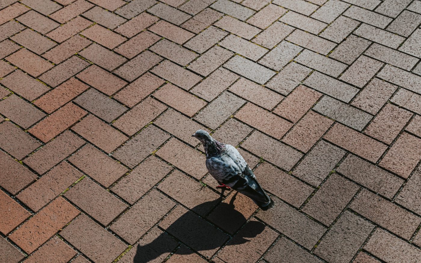Pae promenad in Tallinn, Estonia. Used materials: Penter pavers Terrakota Rough from Aseri plant (Estonia). Landscape architecture: AB Artes Terrae OÜ. Photographer: Heikki Avent.