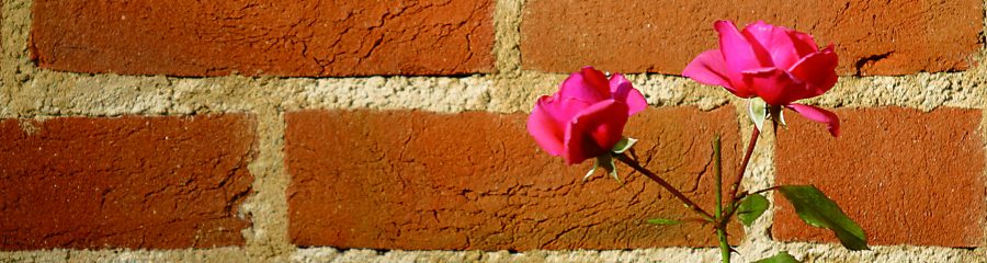  Brick wall of St. John's bricks and some pink roses infront