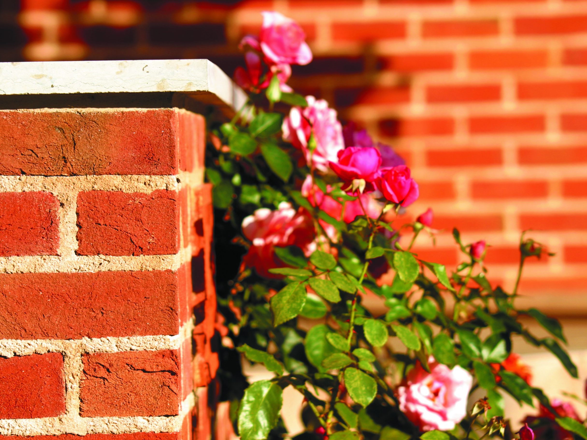   Brick pillar of St. John's bricks with pink roses