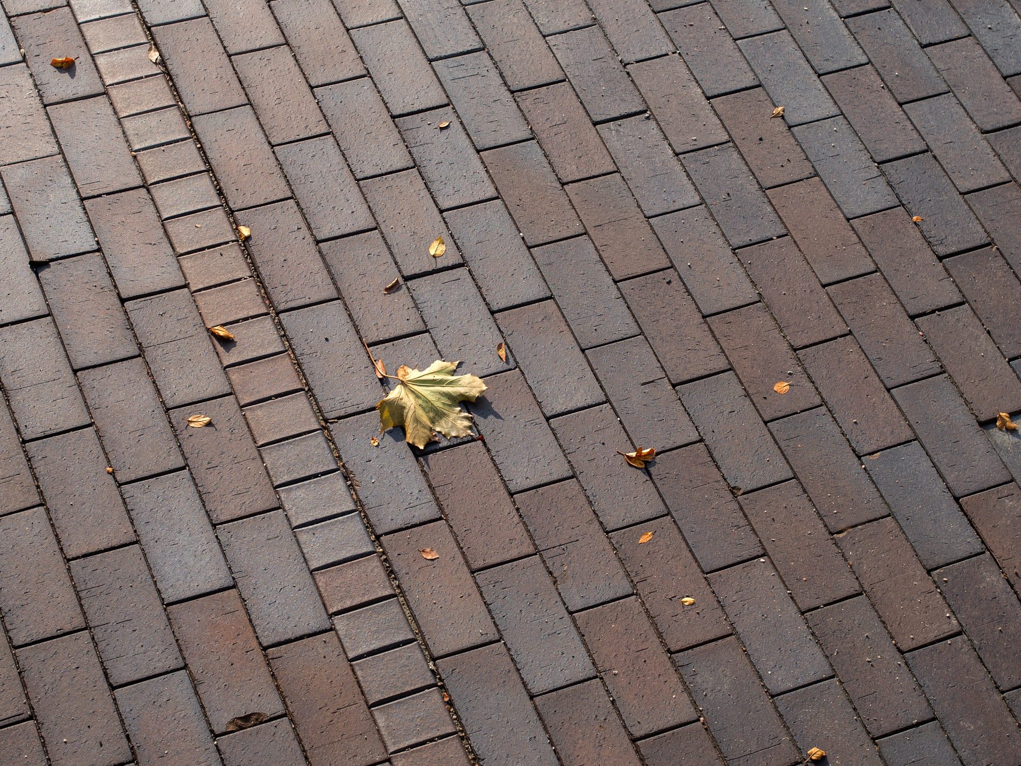 Novo Nordisk, Paver, Bretagne