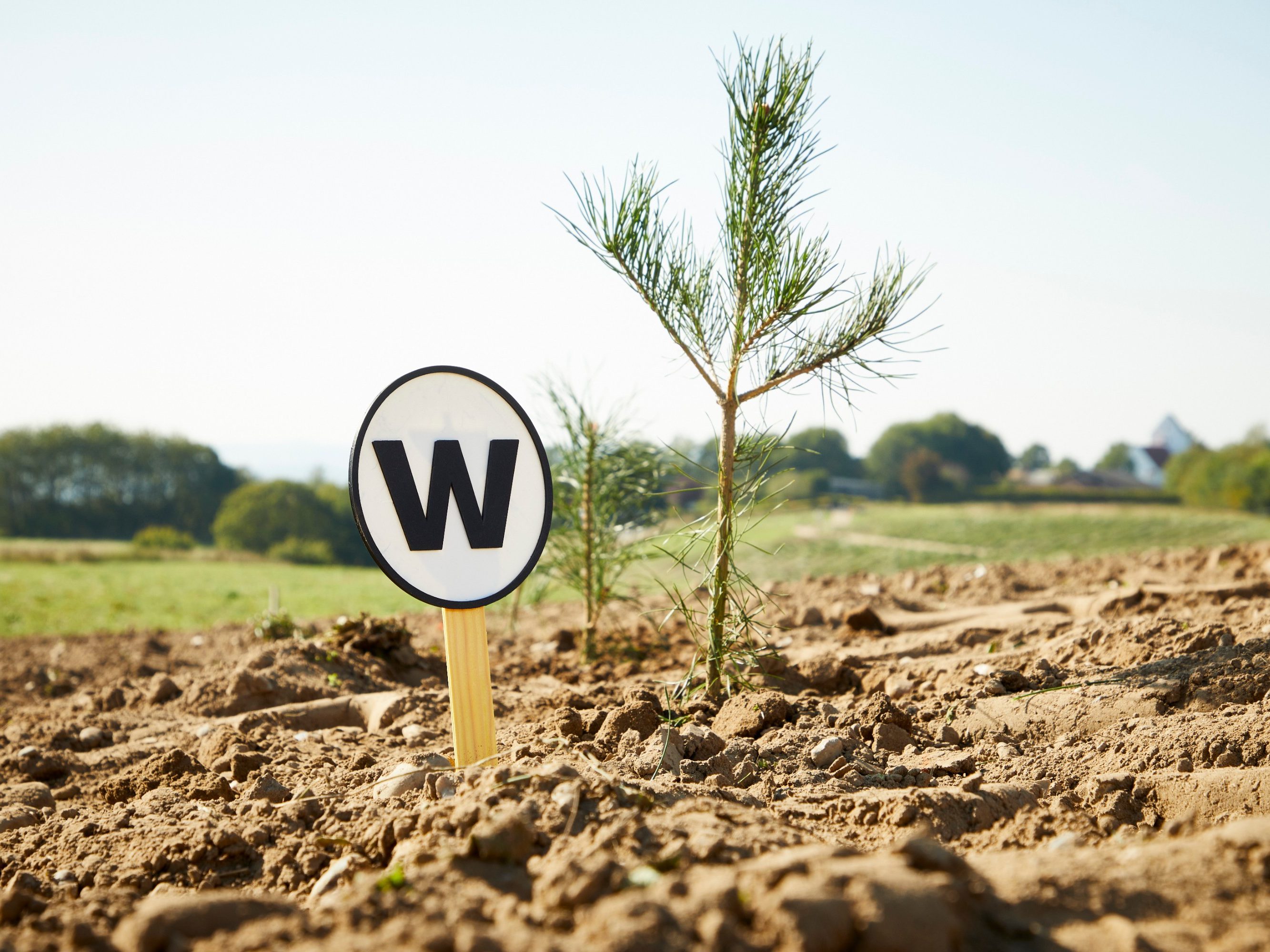 Tree planting project Denmark 2024