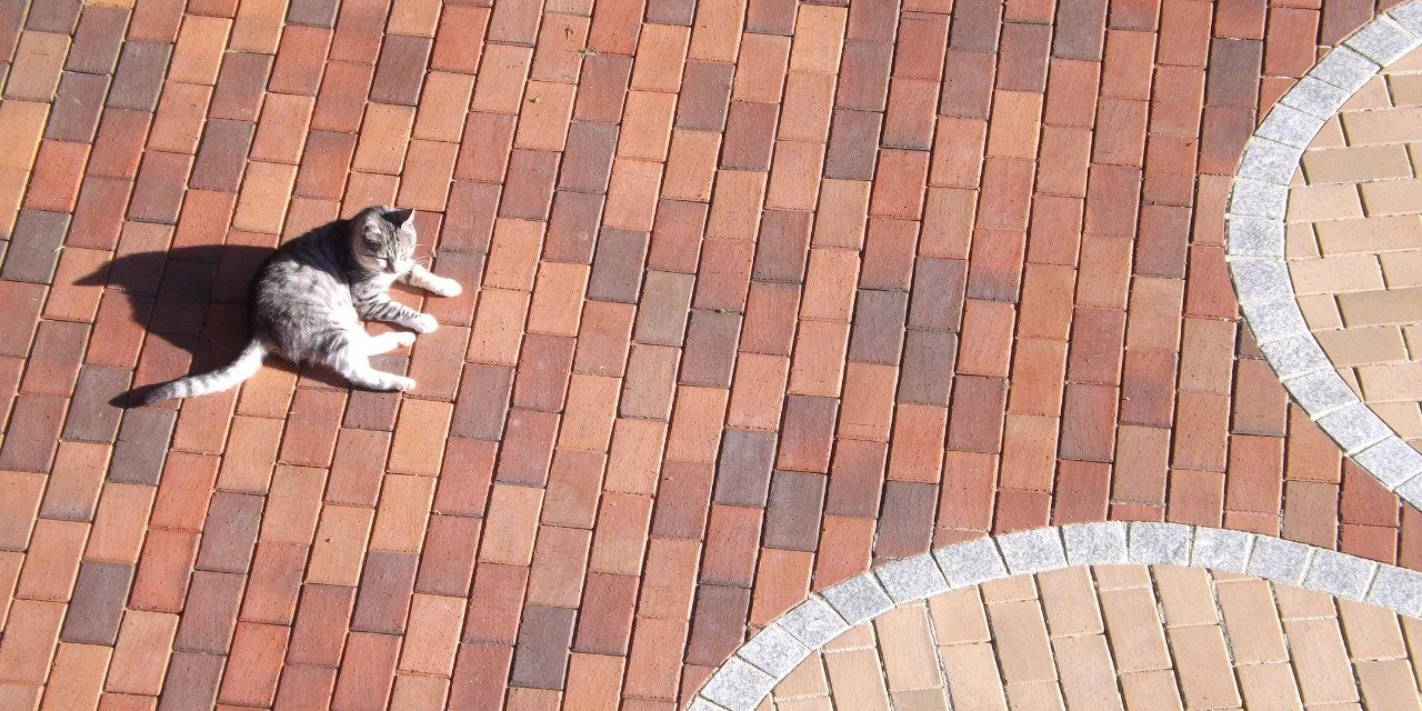 paver, flower, motive, cat, Blume Husum gelbbunt 200x100x52; Titan braunanthrazit 200x100x52