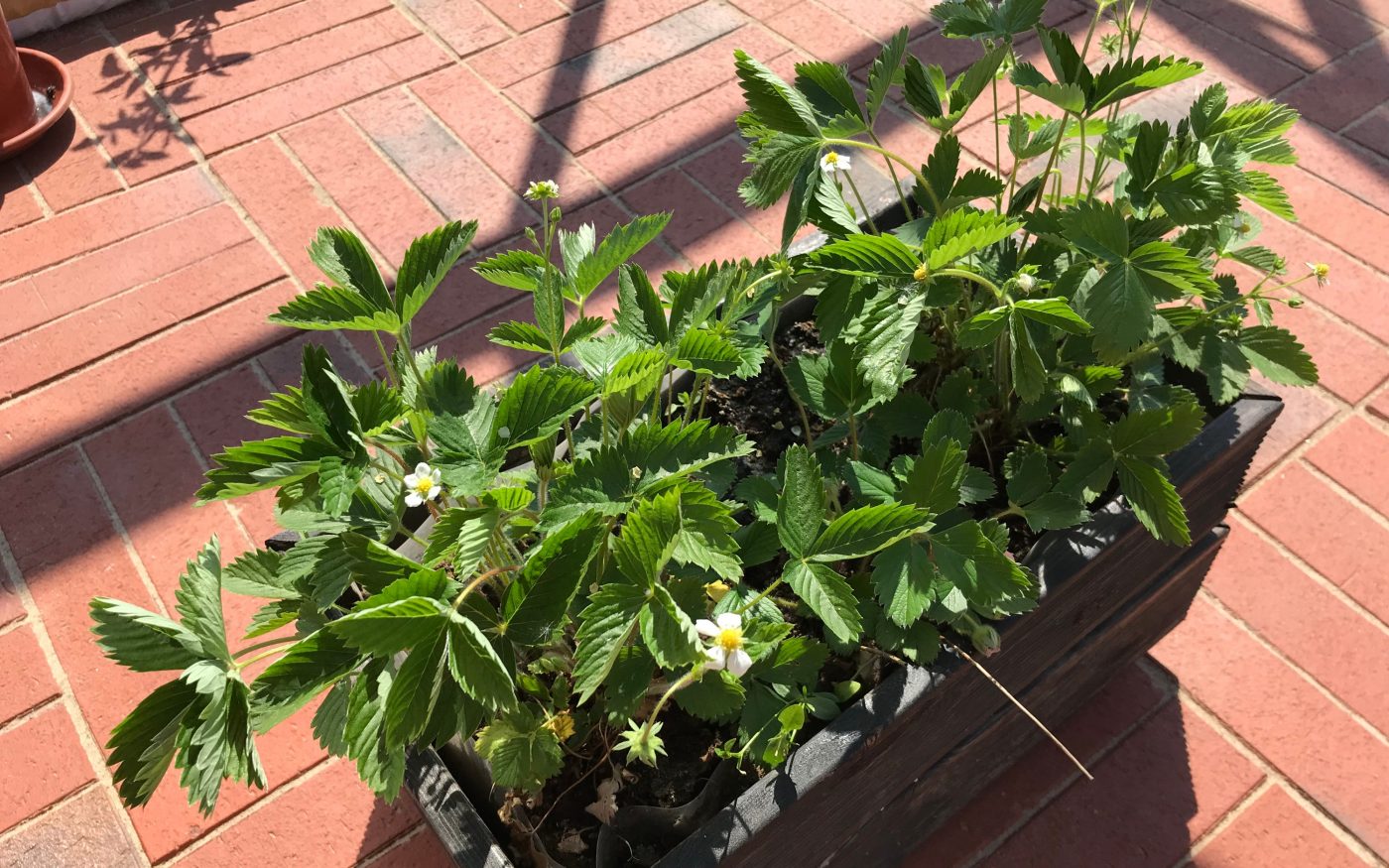 Penter sillutuskivide tootmisel kasutatav tehnoloogia tagab happe-, soola- ja õlikindluse. Tänu omapärasele karedale pealispinnale on sillutisel ka mugav ja ohutu kõndida.